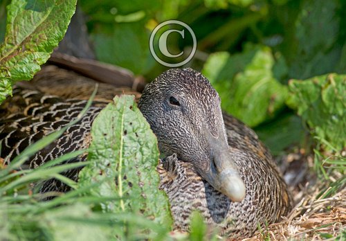 Eider Duck on a Nest DM1515